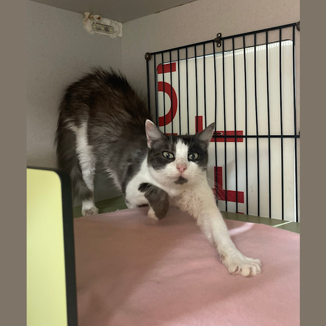 Photo of Binkie