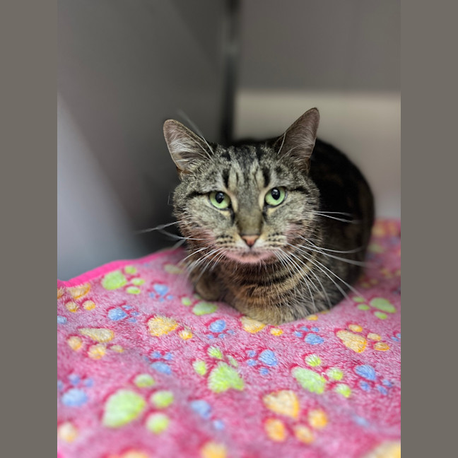 Photo of Sweet Pea