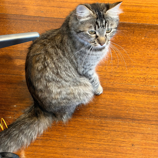 Photo of Madam Plum 