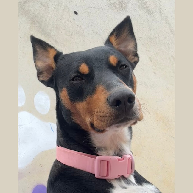 Photo of Missy 