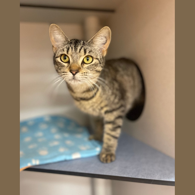 Photo of Olive