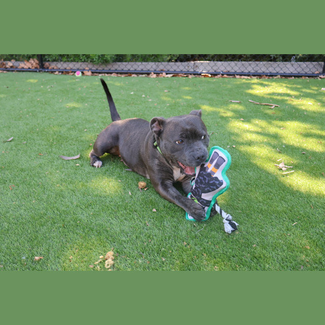 Photo of Trixie