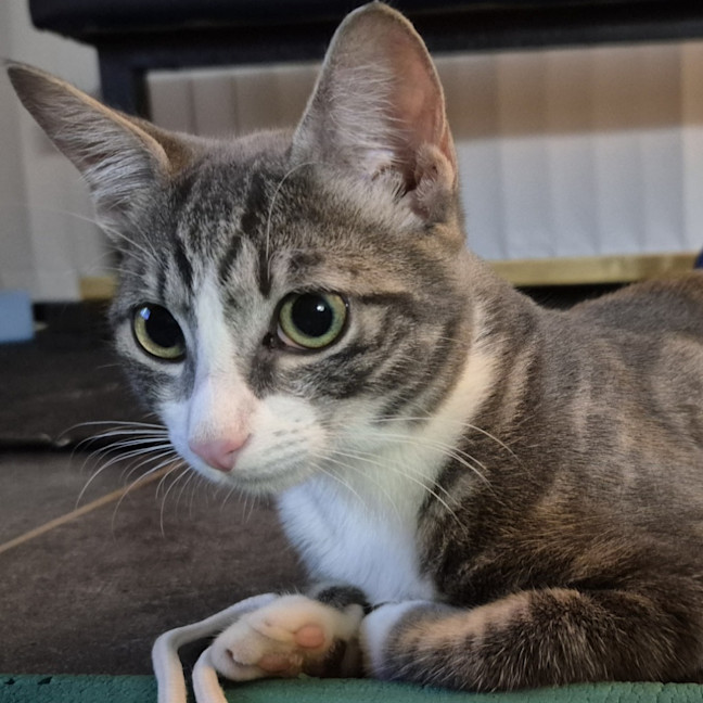 Photo of Lumi