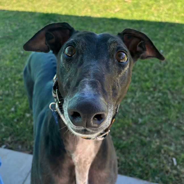 Photo of Ferb The Greyhound