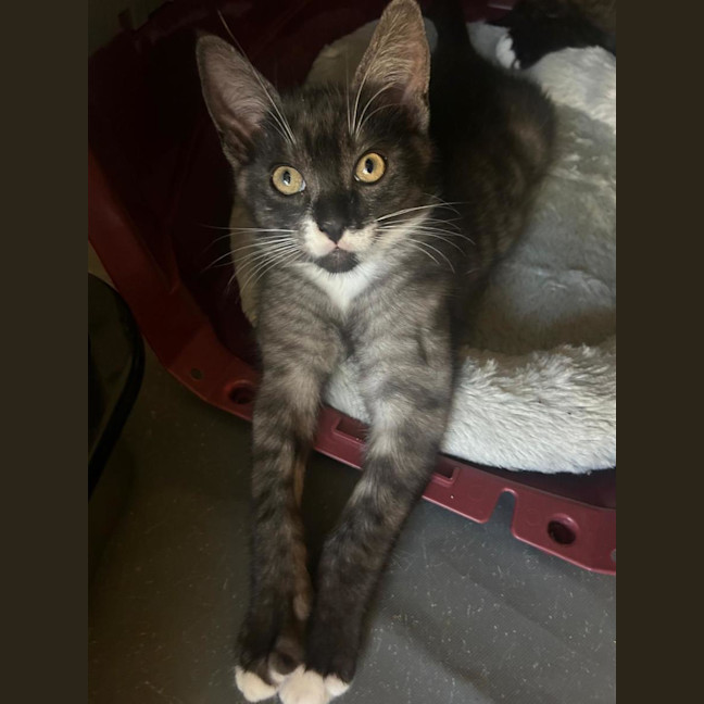 Photo of Mittens, Socks,  Oreo, Felix 