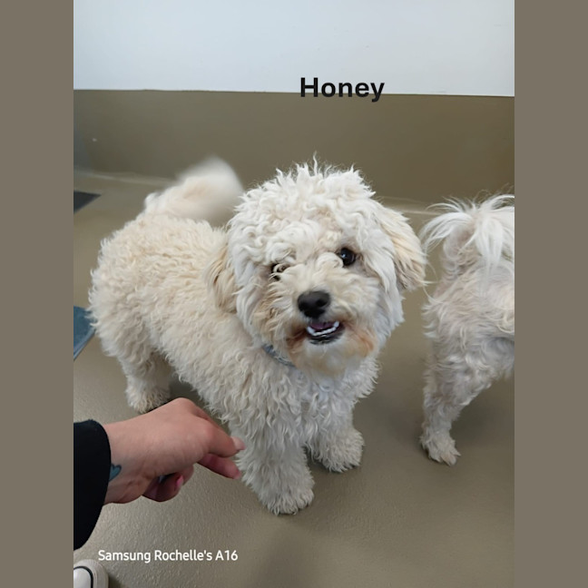 Photo of Honey