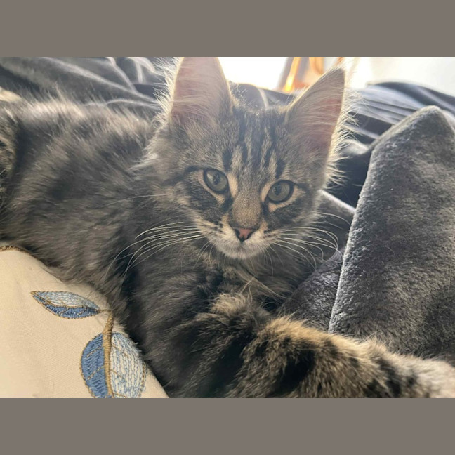 Photo of Spade   In Foster Care In Greensborough