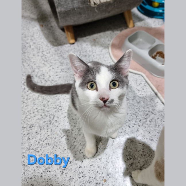 Photo of Dobby