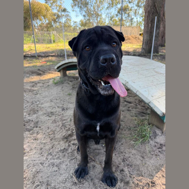 Photo of Kovu