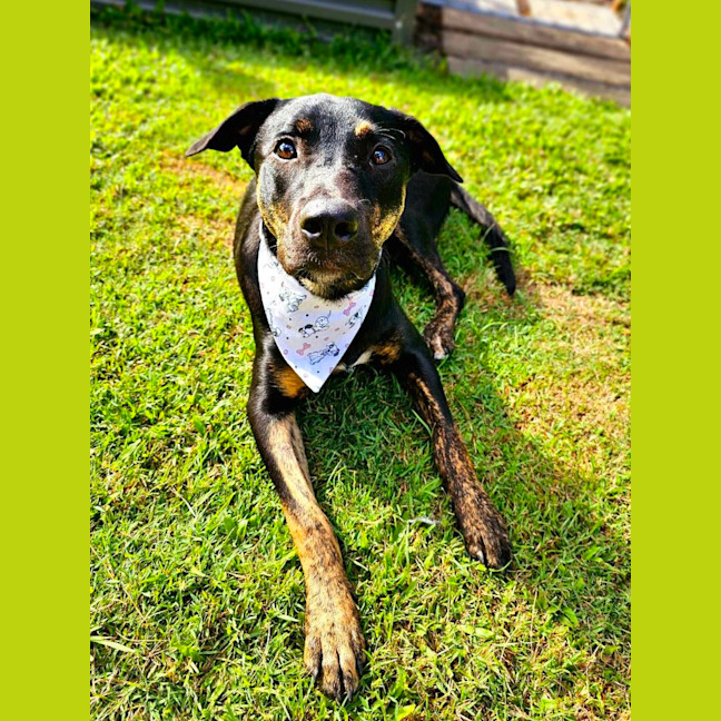 Photo of Scarlet *$350 Adoption Fee*