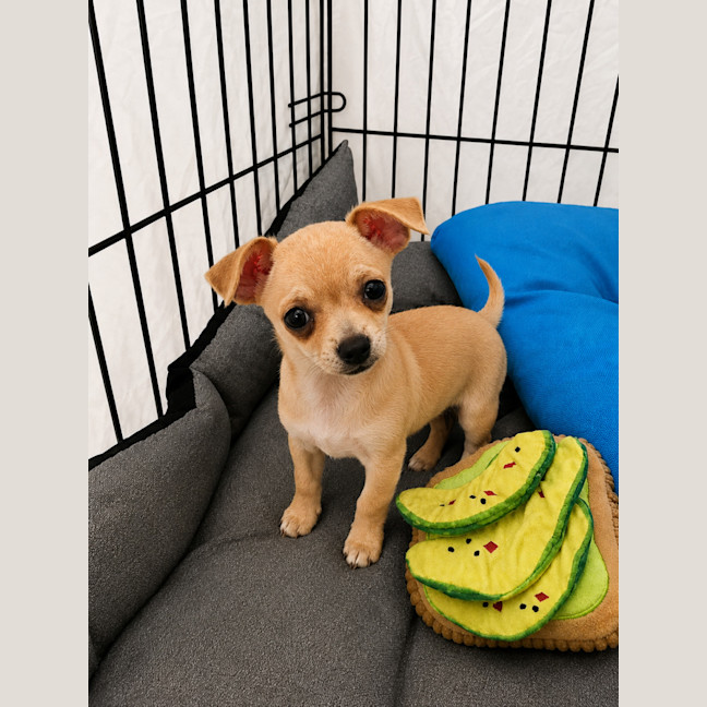 Photo of Milo