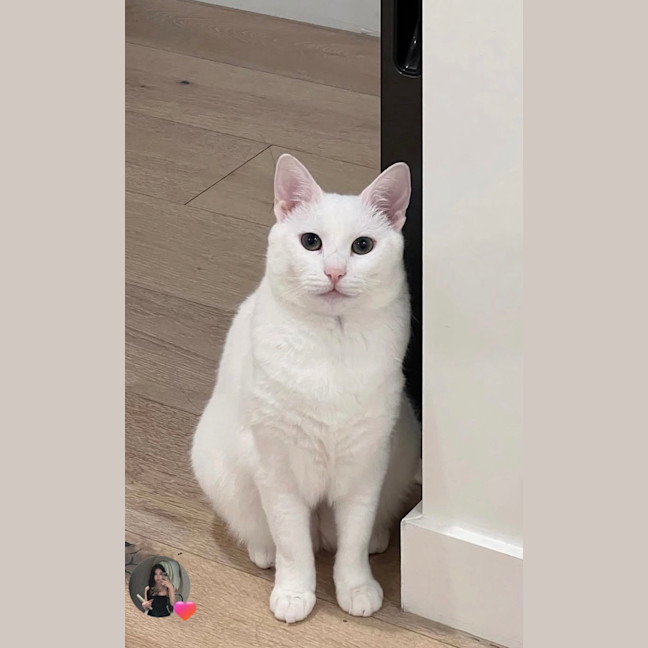 Photo of Miu Miu