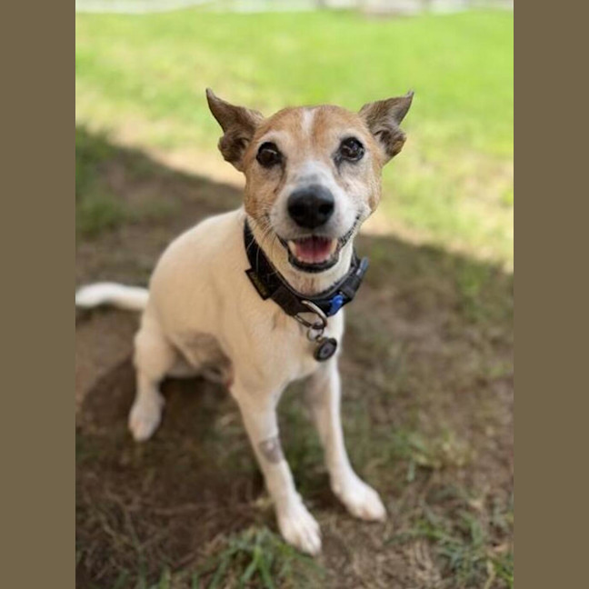Photo of Buddy
