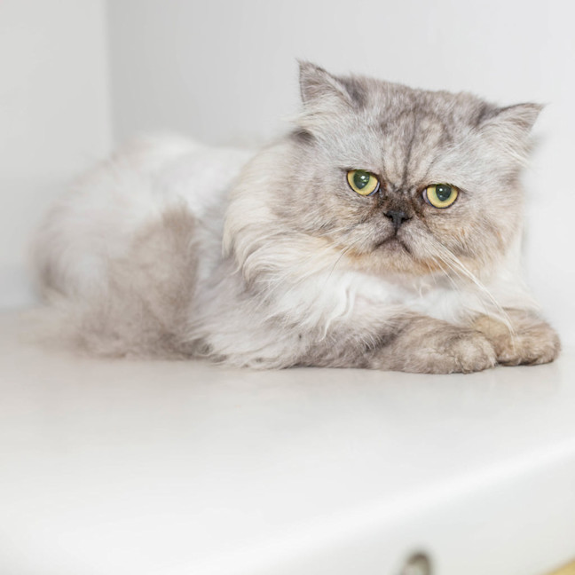Photo of Yeti
