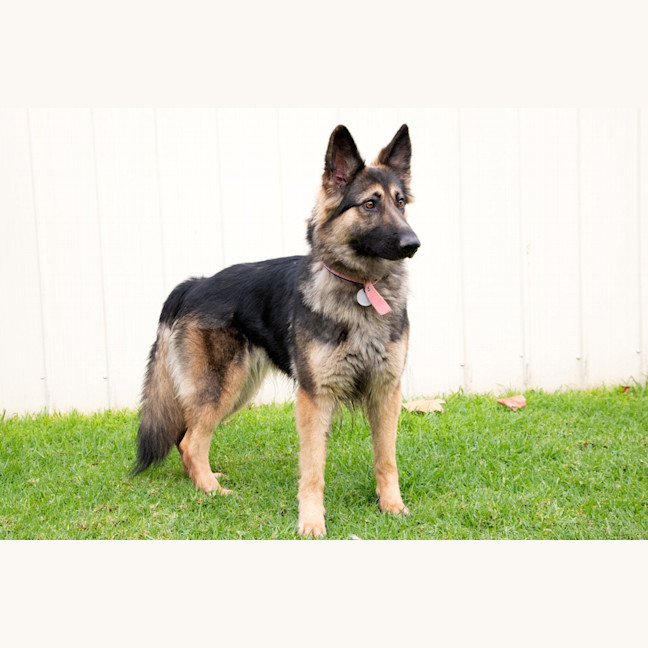Photo of Tilly