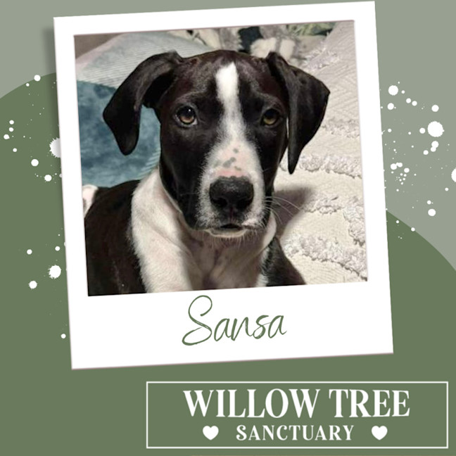 Photo of Sansa