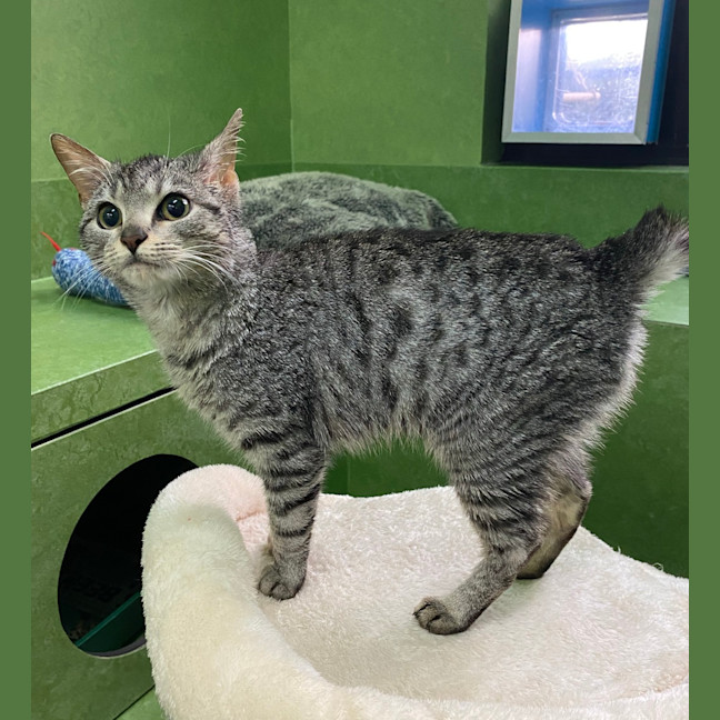 Photo of Stripe (Bonded With Midnight)