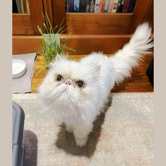 Photo of ❄Aspen❄