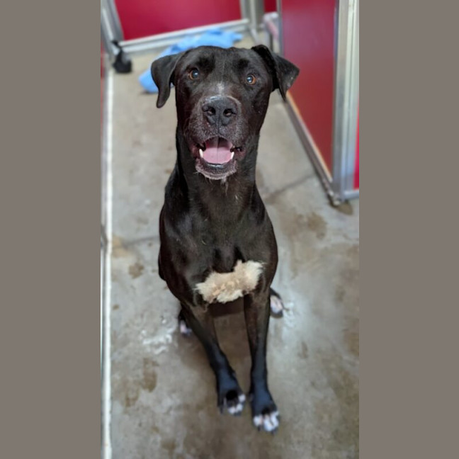 Photo of Cane