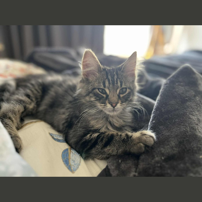 Photo of Spade   In Foster Care In Greensborough