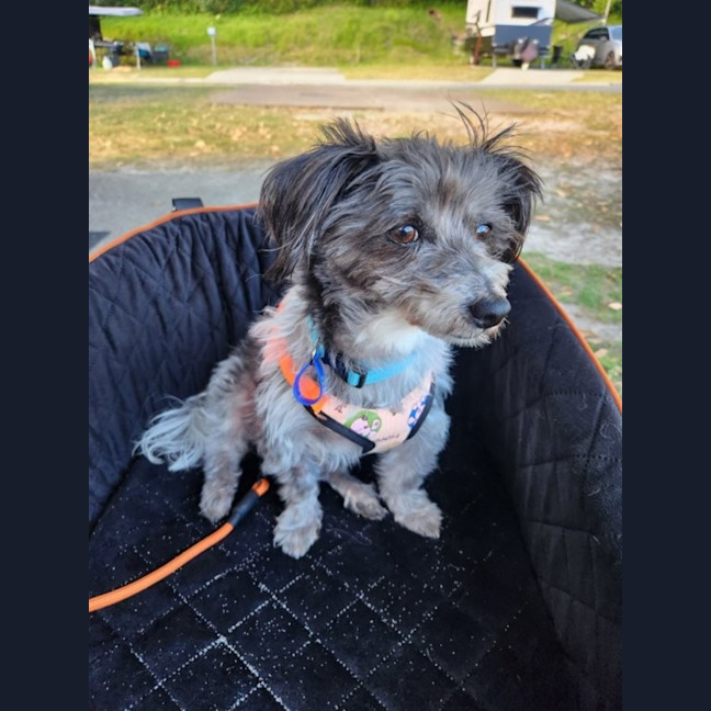 Photo of Charlie   9 Year Old Silky Terrier X