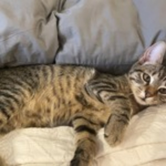 Photo of Rocky
