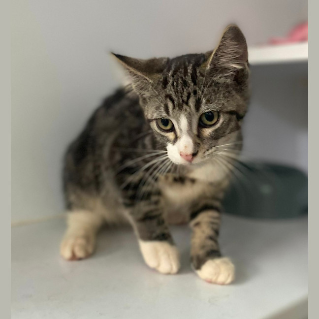 Photo of Denzel (9969)