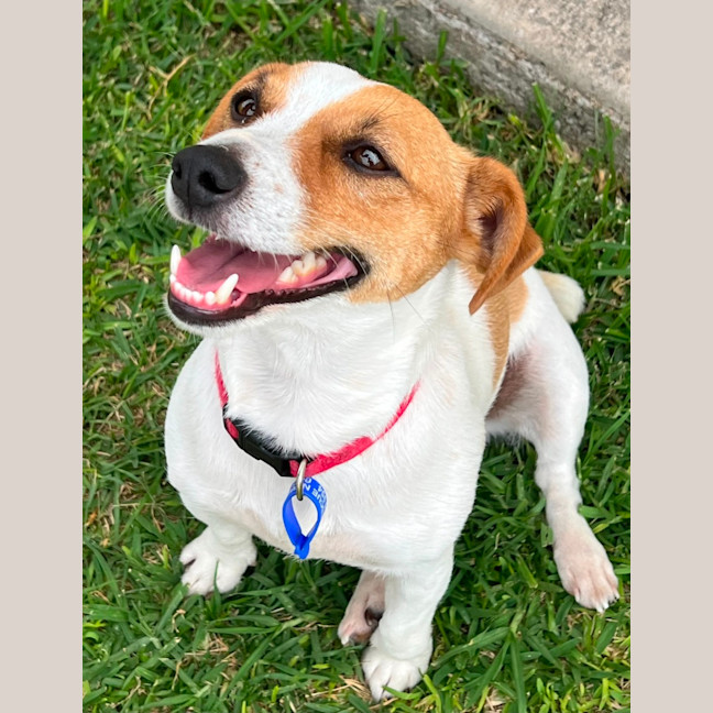 Photo of Chilli   3 Year Old Jack Russell Terrier