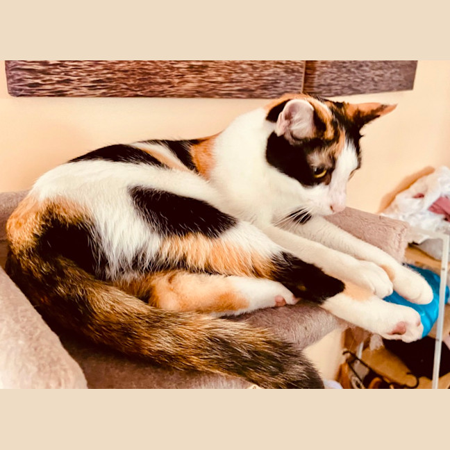 Photo of Ivy