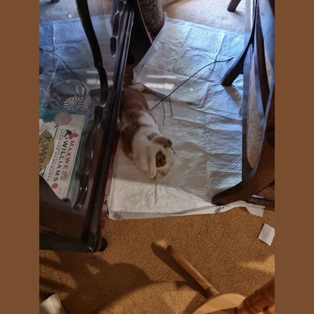 Photo of Aluna & Abby