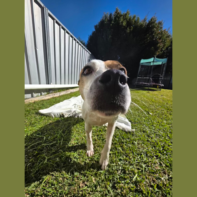 Photo of Sheila   2 Year Old Staffy X
