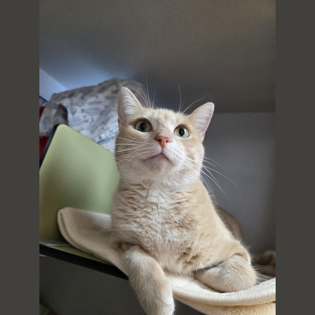 Photo of Peaches