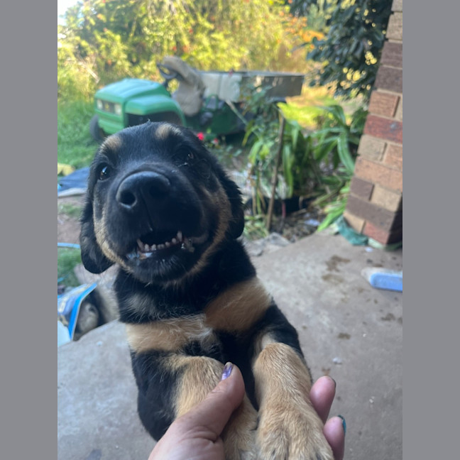 Photo of Peace Pete Dara Or Brodie Dara