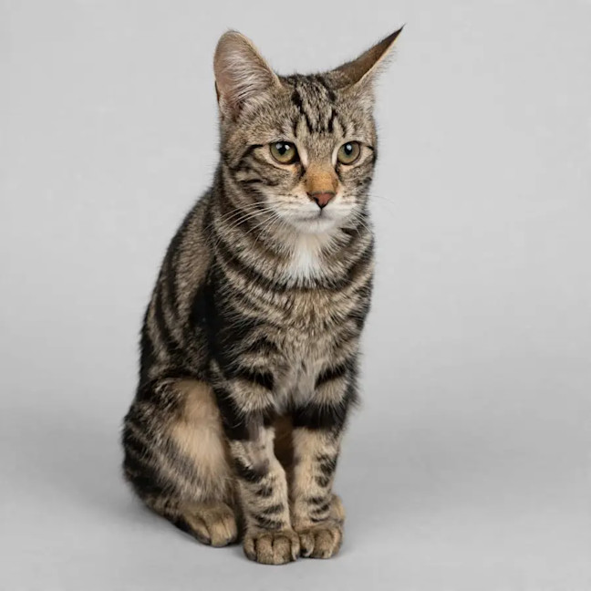 Photo of Little Luna