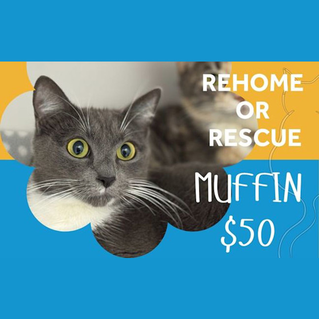 Photo of Muffin