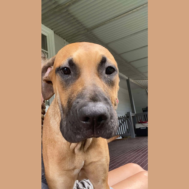 Photo of Ellie   6 Month Old Great Dane X Ridgeback