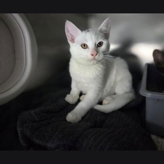 Photo of Toto