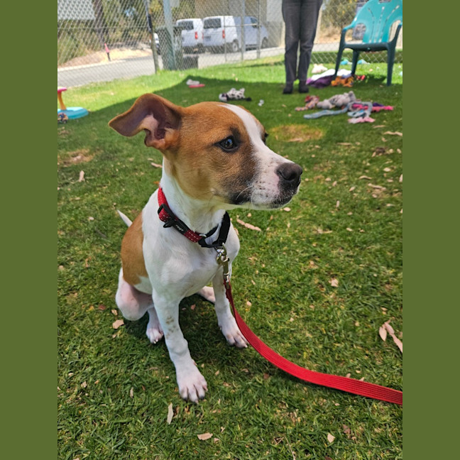 Photo of Lebron (Fizzler)