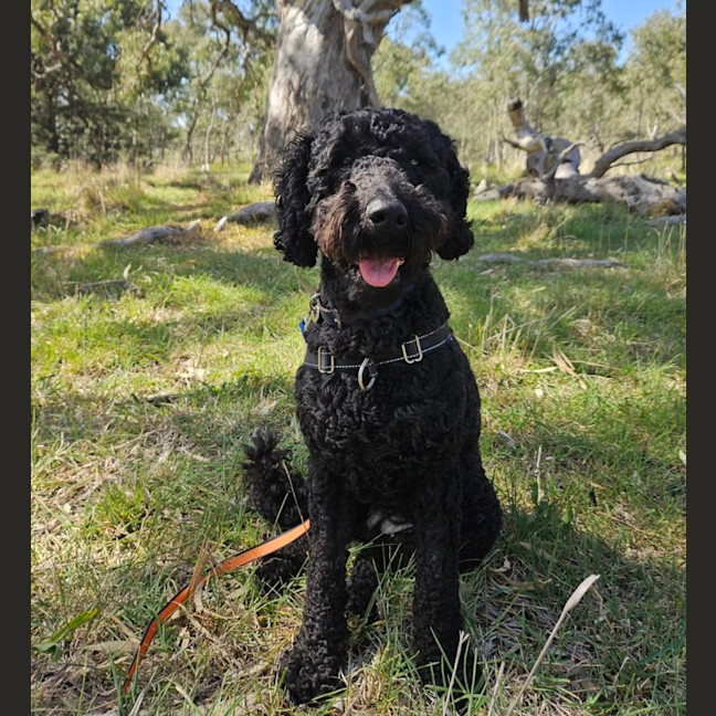 Photo of Scout