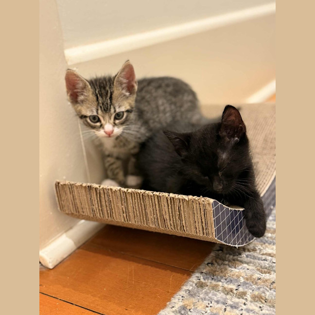 Photo of Ziggy And Mars