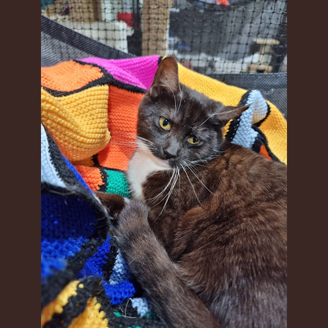 Photo of White Socks