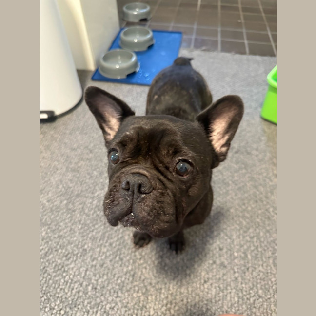 Photo of Java And Riley