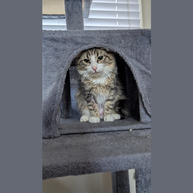 Photo of Marshmallow