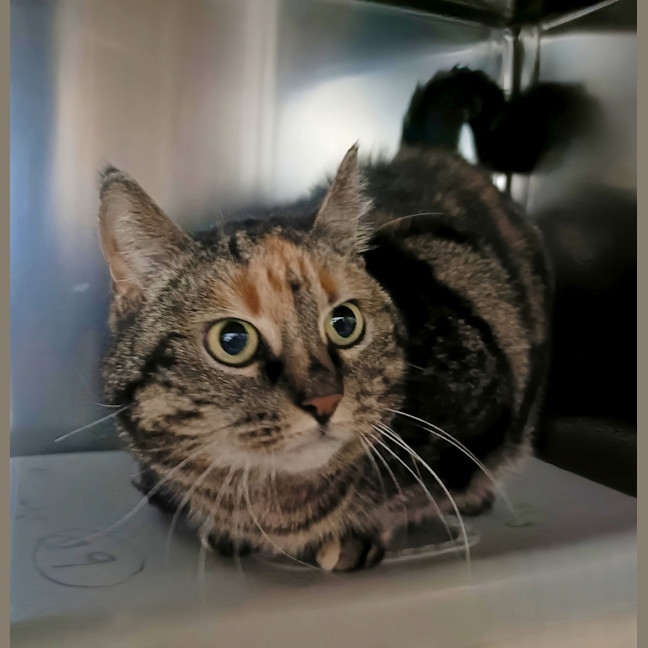 Photo of Penny