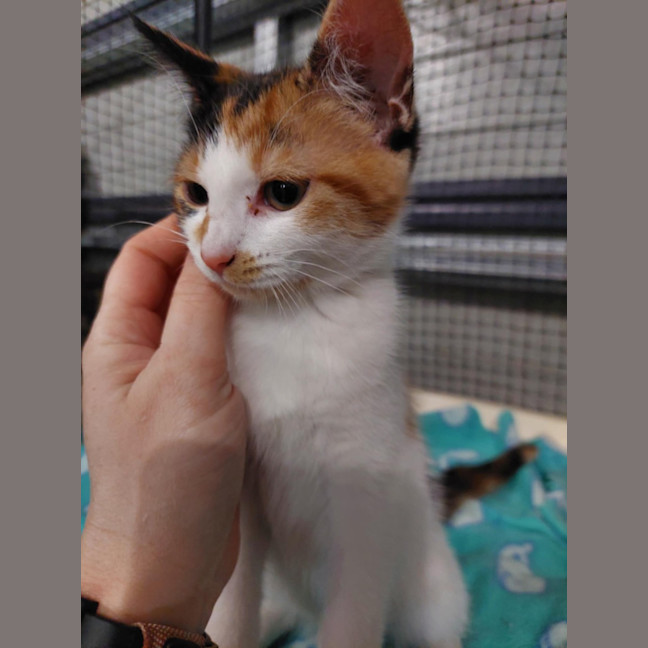 Photo of Gem