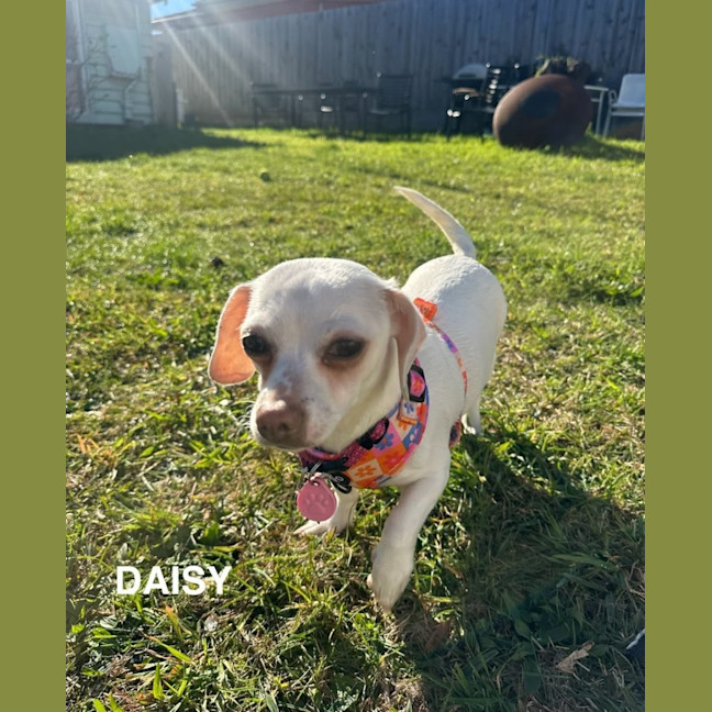 Photo of Daisy🌼