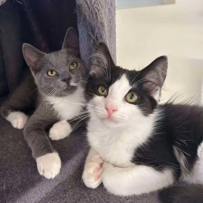 Photo of Gumdrop And Dumpling!