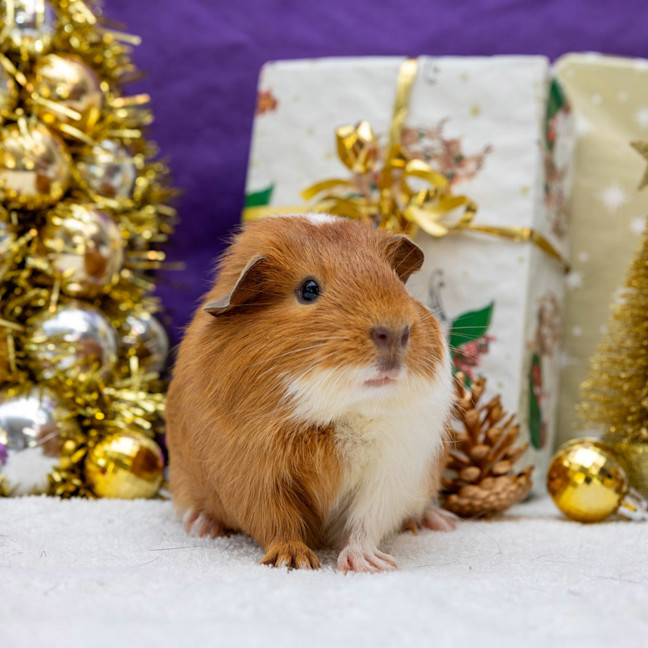 Photo of Ginger