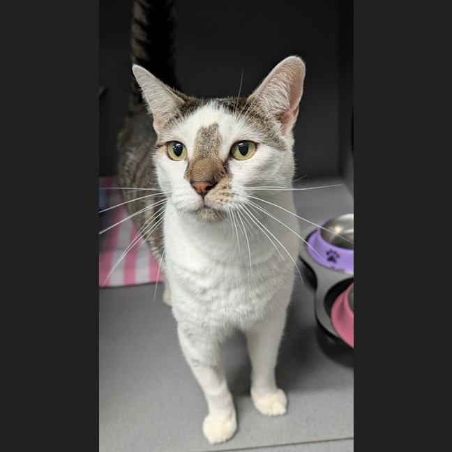 Photo of Sir Mittens