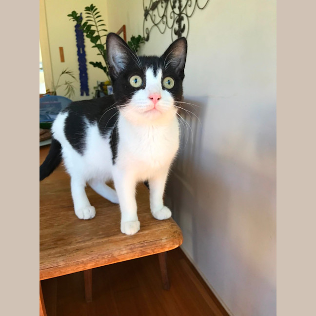 Photo of Felix